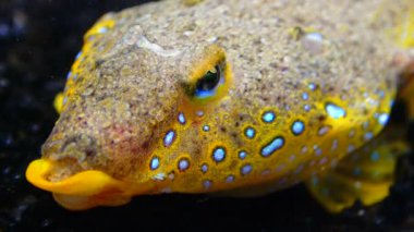 Deniz yusufçuğu (Callionymus pusillus), güzel bir balığın erkeği, Karadeniz 'de deniz tabanında yüzer.