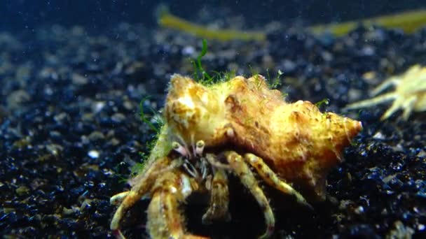 Crabul Pustnic Mic Diogene Pugilator Carapacea Lui Rapana Venosa — Videoclip de stoc