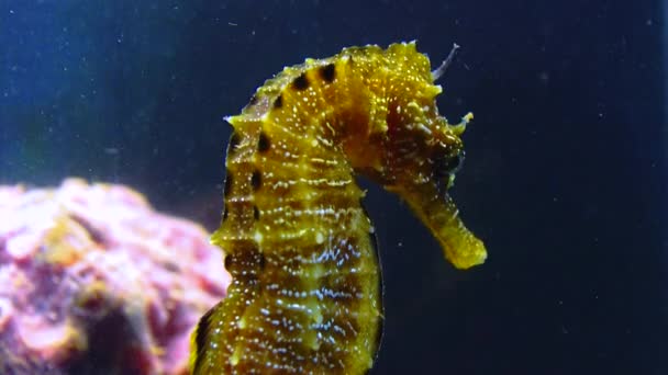 Kortsnuitzeepaardje Hippocampus Hippocampus Zwarte Zee — Stockvideo