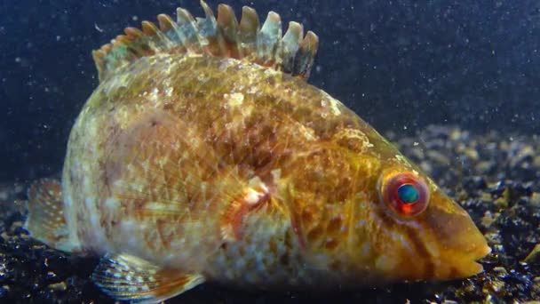 Wrasse Szare Symphodus Cinereus Zbliżenie Ryby Leżącej Dnie Akwarium Morze — Wideo stockowe