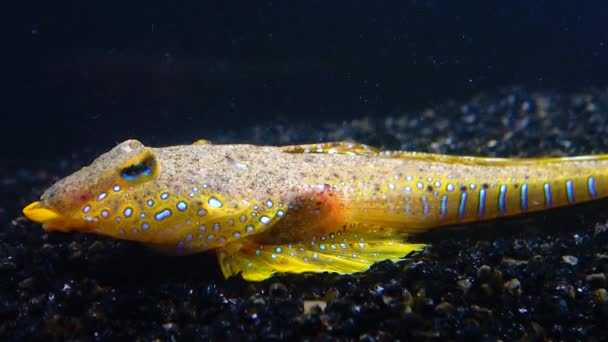 아름다운 물고기 수컷인 잠자리 실루스 바다에서 헤엄치고 — 비디오