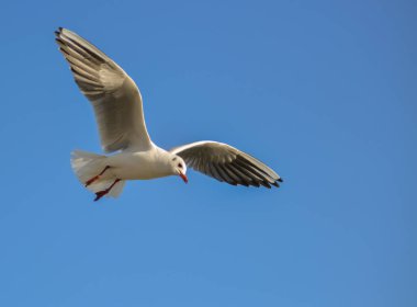 Siyah başlı martı (Chroicocephalus ridibundus) (Larus ridibundus). Kanatları açık uçan kuş, Karadeniz