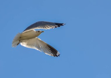 Siyah başlı martı (Chroicocephalus ridibundus) (Larus ridibundus). Kanatları açık uçan kuş, Karadeniz
