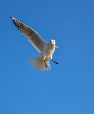 Siyah başlı martı (Chroicocephalus ridibundus) (Larus ridibundus). Kanatları açık uçan kuş, Karadeniz