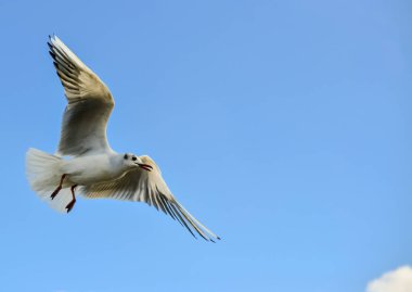 Siyah başlı martı (Chroicocephalus ridibundus) (Larus ridibundus). Kanatları açık uçan kuş, Karadeniz