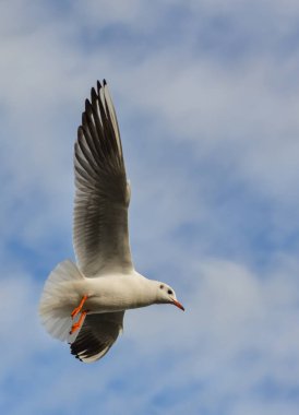 Siyah başlı martı (Chroicocephalus ridibundus) (Larus ridibundus). Kanatları açık uçan kuş, Karadeniz