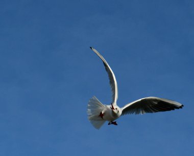 Siyah başlı martı (Chroicocephalus ridibundus) (Larus ridibundus). Kanatları açık uçan kuş, Karadeniz