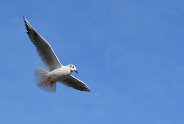 Siyah başlı martı (Chroicocephalus ridibundus) (Larus ridibundus). Kanatları açık uçan kuş, Karadeniz