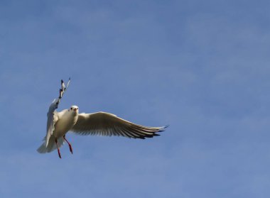 Siyah başlı martı (Chroicocephalus ridibundus) (Larus ridibundus). Kanatları açık uçan kuş, Karadeniz