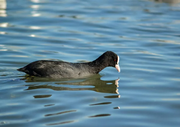 Eurasian Coot Fulica Atra También Conocido Como Coot Aves Ucrania —  Fotos de Stock