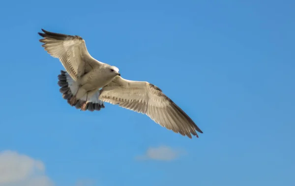 Svarthuvad Mås Chroicocephalus Ridibundus Larus Ridibundus Fågel Flygning Med Vingarna — Stockfoto