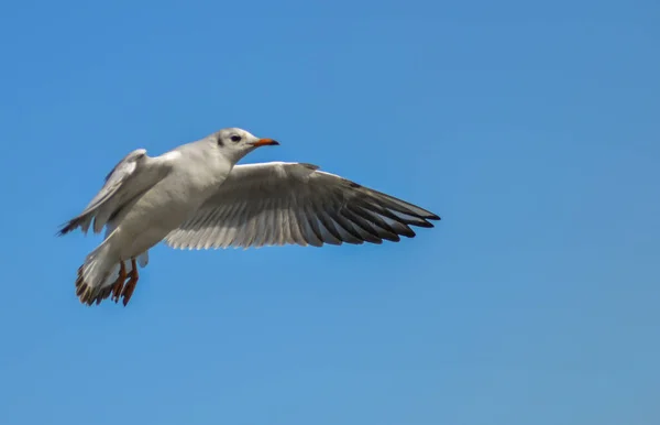 Gaivota Cabeça Preta Chroicocephalus Ridibundus Larus Ridibundus Pássaro Voo Com — Fotografia de Stock