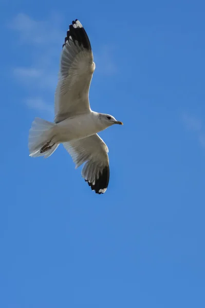 Svarthuvad Mås Chroicocephalus Ridibundus Larus Ridibundus Fågel Flygning Med Vingarna — Stockfoto