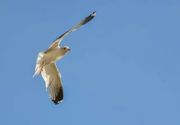 Μαυροκέφαλος Γλάρος Chroicocephalus Ridibundus Larus Ridibundus Πουλί Πτήση Φτερά Του — Φωτογραφία Αρχείου