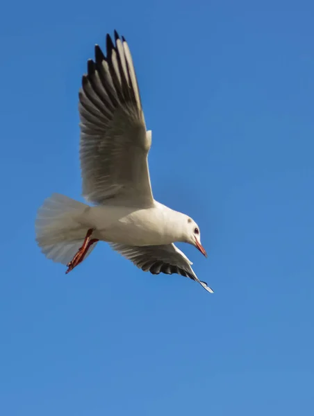 Siyah Başlı Martı Chroicocephalus Ridibundus Larus Ridibundus Kanatları Açık Uçan — Stok fotoğraf