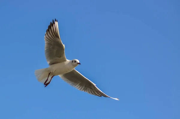 Черноголовая Чайка Chroicocephalus Ridibundus Larus Ridibundus Птица Полете Распростертыми Крыльями — стоковое фото