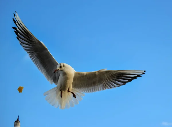 Svarthuvad Mås Chroicocephalus Ridibundus Larus Ridibundus Fågel Flygning Med Vingarna — Stockfoto