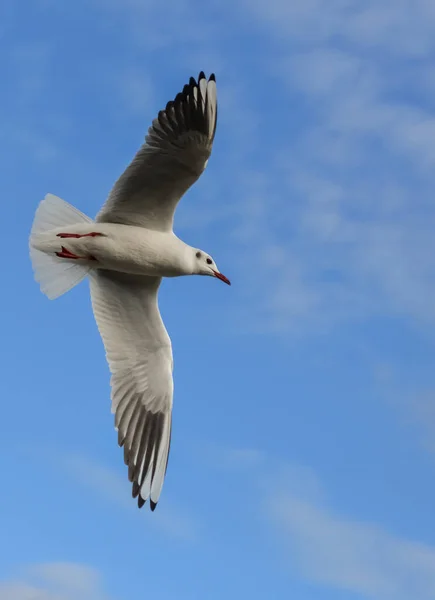 Черноголовая Чайка Chroicocephalus Ridibundus Larus Ridibundus Птица Полете Распростертыми Крыльями — стоковое фото