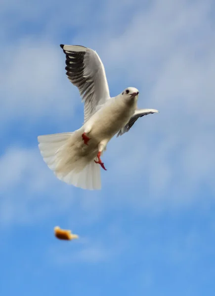 Black Headed Gull Chroicocephalus Ridibundus Larus Ridibundus Bird Flight Its — Stock Photo, Image