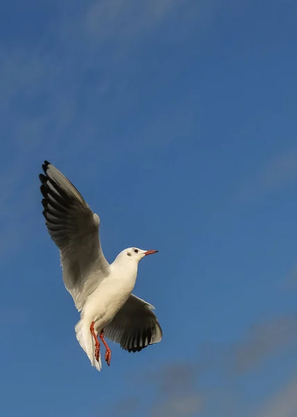 Черноголовая Чайка Chroicocephalus Ridibundus Larus Ridibundus Птица Полете Распростертыми Крыльями — стоковое фото