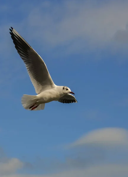 Gaivota Cabeça Preta Chroicocephalus Ridibundus Larus Ridibundus Pássaro Voo Com — Fotografia de Stock