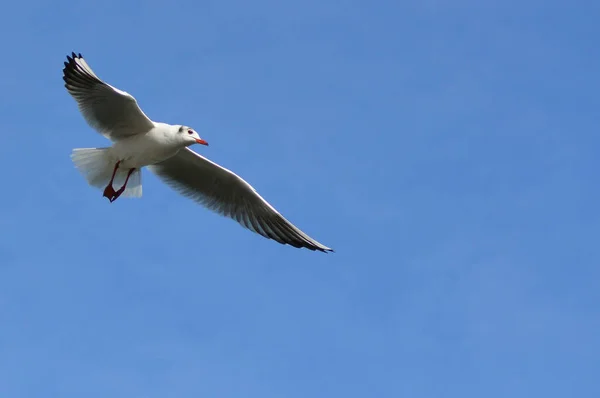 Pescărușul Cap Negru Chroicocephalus Ridibundus Larus Ridibundus Pasăre Zbor Aripile — Fotografie, imagine de stoc