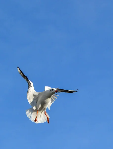 Siyah Başlı Martı Chroicocephalus Ridibundus Larus Ridibundus Kanatları Açık Uçan — Stok fotoğraf