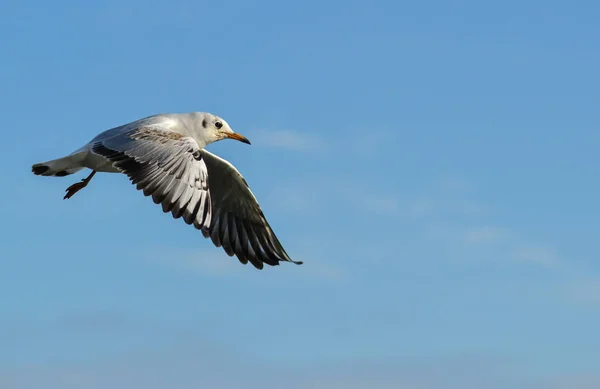 Черноголовая Чайка Chroicocephalus Ridibundus Larus Ridibundus Птица Полете Распростертыми Крыльями — стоковое фото