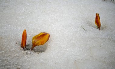 Çiğdemler, bahar çiçekleri kar Filiz