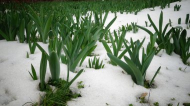 Bahar çiçekleri kardan filizlenir