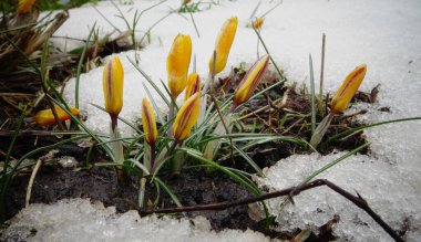 Çiğdemler, bahar çiçekleri kar Filiz