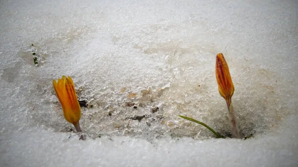 Crocus Fleurs Printanières Poussent Neige — Photo