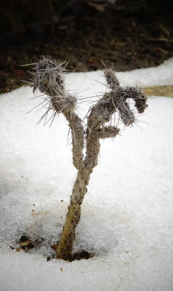 Hibernation Dans Les Cactus Ouverts Printemps Sous Neige — Photo