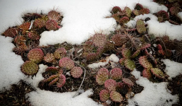 Hibernation Dans Les Cactus Ouverts Printemps Sous Neige — Photo