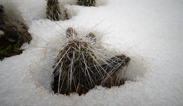 Viloläge Öppna Marken Kaktusarna Våren Snön — Stockfoto
