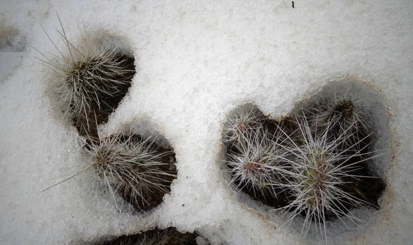 冬眠在开阔的地面仙人掌 在春天的雪下 — 图库照片