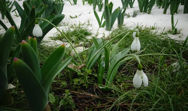 Galanthus Lindas Flores Primavera Natureza Gotas Neve Natureza Primeiras Flores — Fotografia de Stock