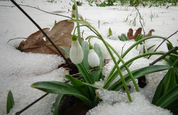 Galanthus Mooie Lentebloemen Het Wild Sneeuwklokjes Eerste Lente Bloemen Sneeuwklokjes — Stockfoto