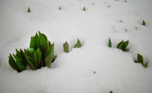 Tulpen Frühlingsblumen Sprießen Aus Dem Schnee — Stockfoto