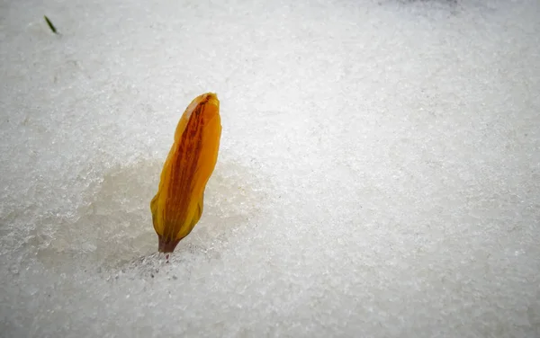 Crocus Fleurs Printanières Poussent Neige — Photo