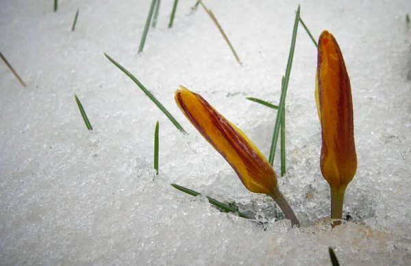 Crocus Fleurs Printanières Poussent Neige — Photo