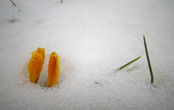 Krokusse Frühlingsblumen Sprießen Aus Dem Schnee — Stockfoto