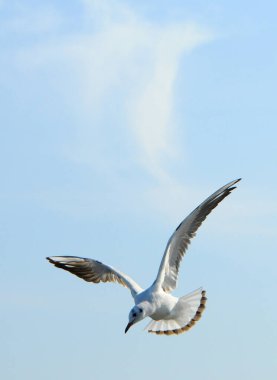 Kuşlar Ukraine.Gulls, mavi gökyüzüne karşı uçar. Su kuşları kışı geçirirler. Karadeniz