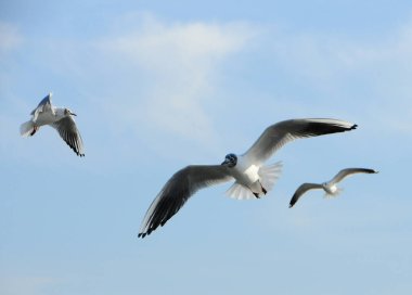 Kuşlar Ukraine.Gulls, mavi gökyüzüne karşı uçar. Su kuşları kışı geçirirler. Karadeniz