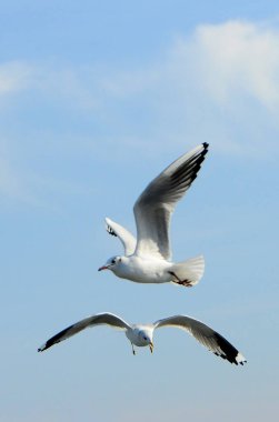 Kuşlar Ukraine.Gulls, mavi gökyüzüne karşı uçar. Su kuşları kışı geçirirler. Karadeniz