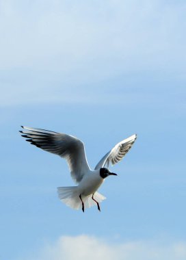 Kuşlar Ukraine.Gulls, mavi gökyüzüne karşı uçar. Su kuşları kışı geçirirler. Karadeniz