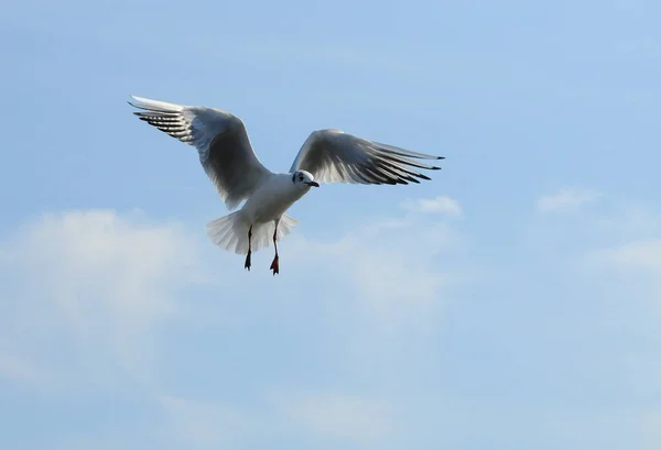 Oiseaux Ukraine Les Mouettes Volent Contre Ciel Bleu Sauvagine Hivernante — Photo