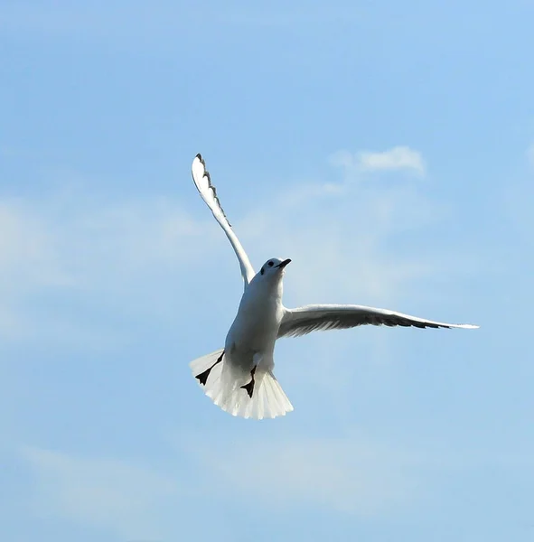 Ptáci Ukraine Gulls Létat Proti Modré Obloze Zimoviště Vodních Ptáků — Stock fotografie