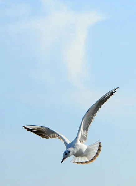 Птахи Сімейства Ukraine Gulls Літати Проти Синього Неба Зимівлі Водоплавних — стокове фото