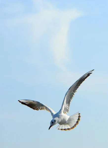 Aves Ucraniana Gaivotas Voam Contra Céu Azul Galinha Aquática Invernada — Fotografia de Stock